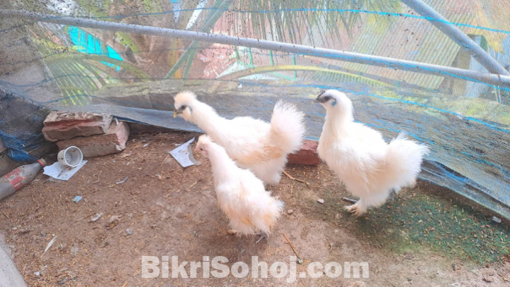 মুরগী বিক্রি করা হবে।